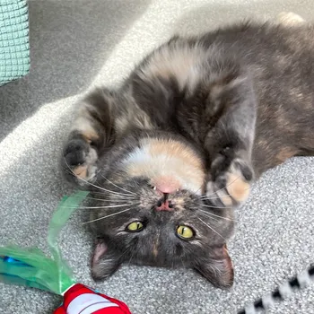 Cat curled up in a blanket