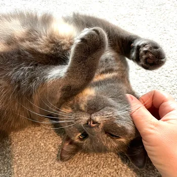 Cat lounging on furniture