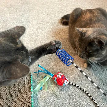 Another satisfied cat customer of Kate the Cat Sitter, LLC