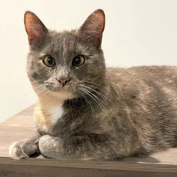 Cat resting on a shelf