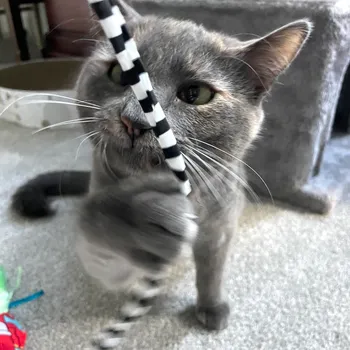 Cat gazing out the window