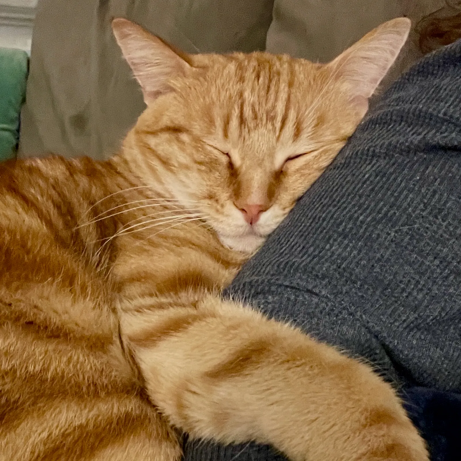 Orange cat snuggling up to Kate the Cat Sitter