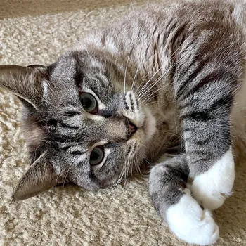 Cat just hanging out