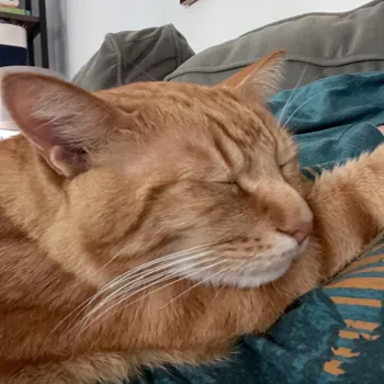 Cat lounging on furniture