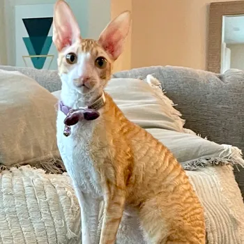 Cat exploring outdoors