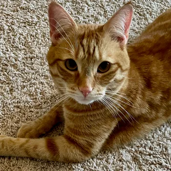 Cat lounging in a sunbeam
