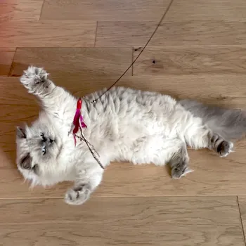 Cat peeking out from under a blanket