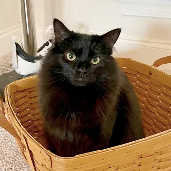 Cat napping in a cozy bed