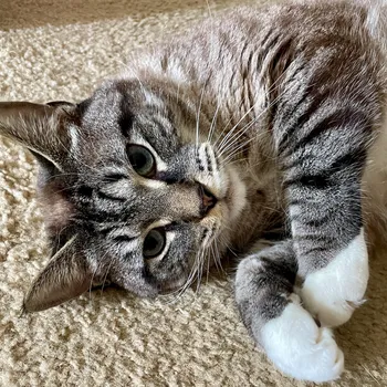 Cat chasing a laser pointer