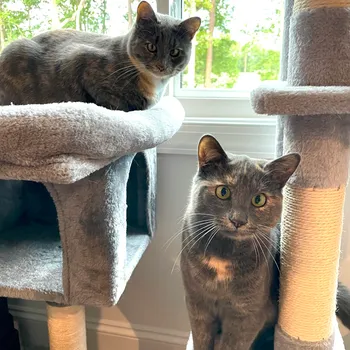 Cat interacting with a feather toy